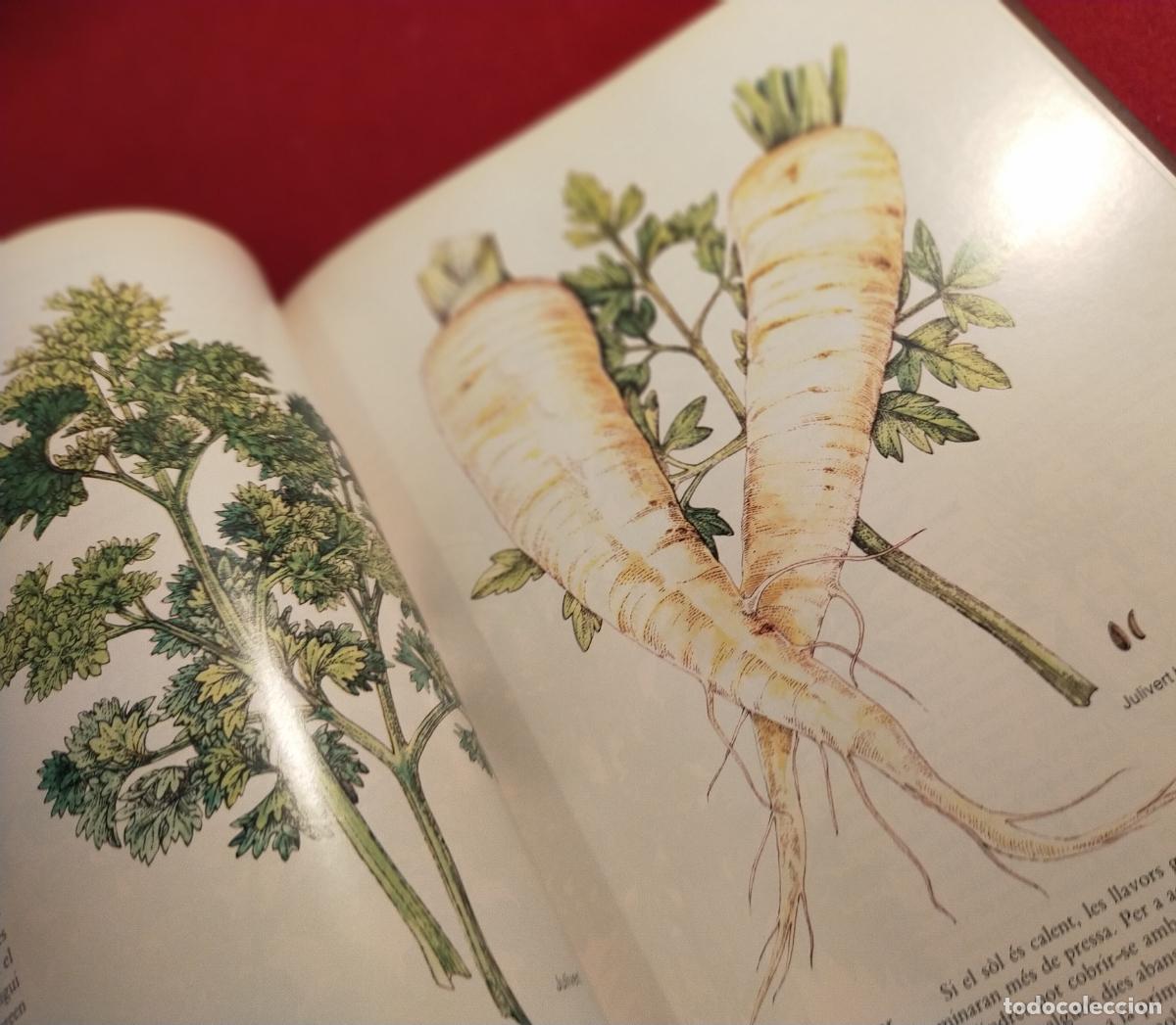 Libros de segunda mano: HERBES PER A TOT -CATALA - Foto 3