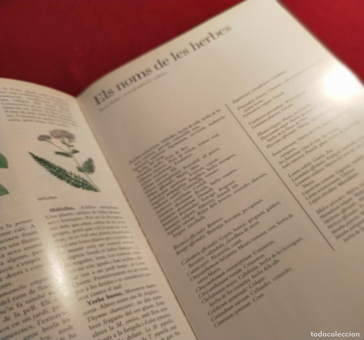 Libros de segunda mano: HERBES PER A TOT -CATALA - Foto 6