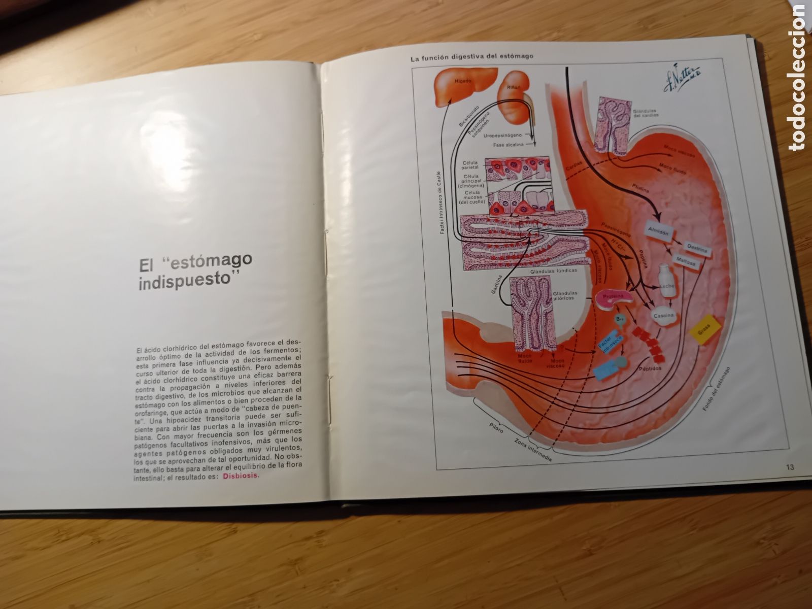 Gebrauchte B&uuml;cher: Trastornos digestivos. Mexaformo y eubiosis intestinal (CIBA 1966)