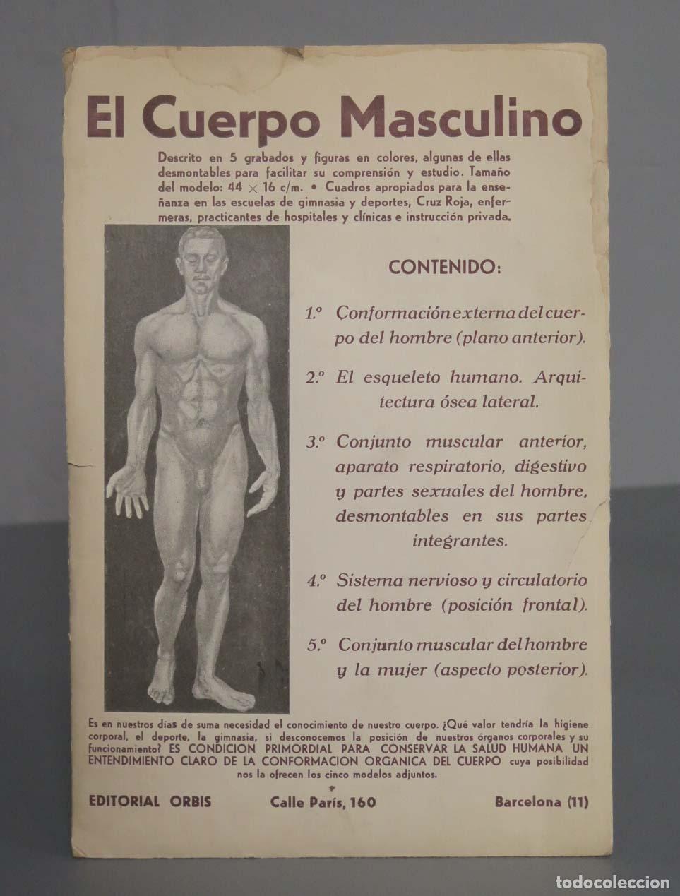 Libros de segunda mano: EL CUERPO HUMANO MASCULINO. EDITORIAL ORBIS