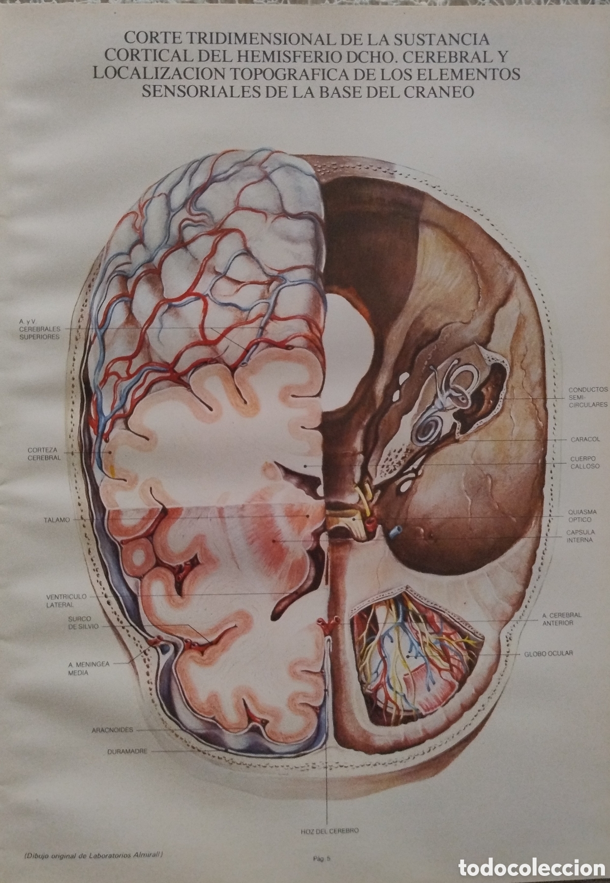 Libros de segunda mano: L&aacute;minas de anatom&iacute;a. A&ntilde;os 70 - Foto 2