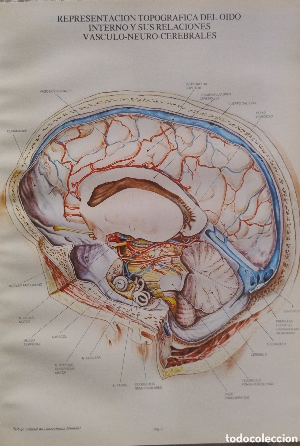Libros de segunda mano: L&aacute;minas de anatom&iacute;a. A&ntilde;os 70 - Foto 3