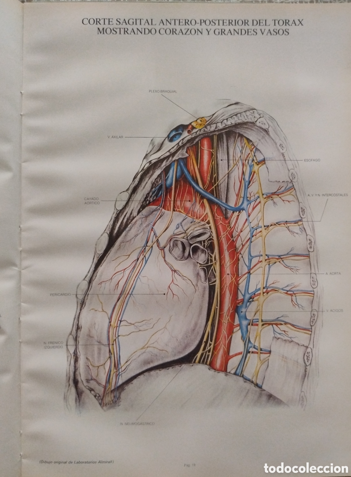 Libros de segunda mano: L&aacute;minas de anatom&iacute;a. A&ntilde;os 70 - Foto 4