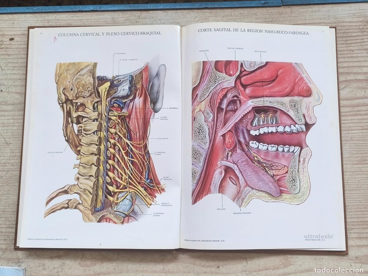 Libros de segunda mano: L&aacute;minas de Anatom&iacute;a - Laboratorios Almirall, S.A. - Foto 3