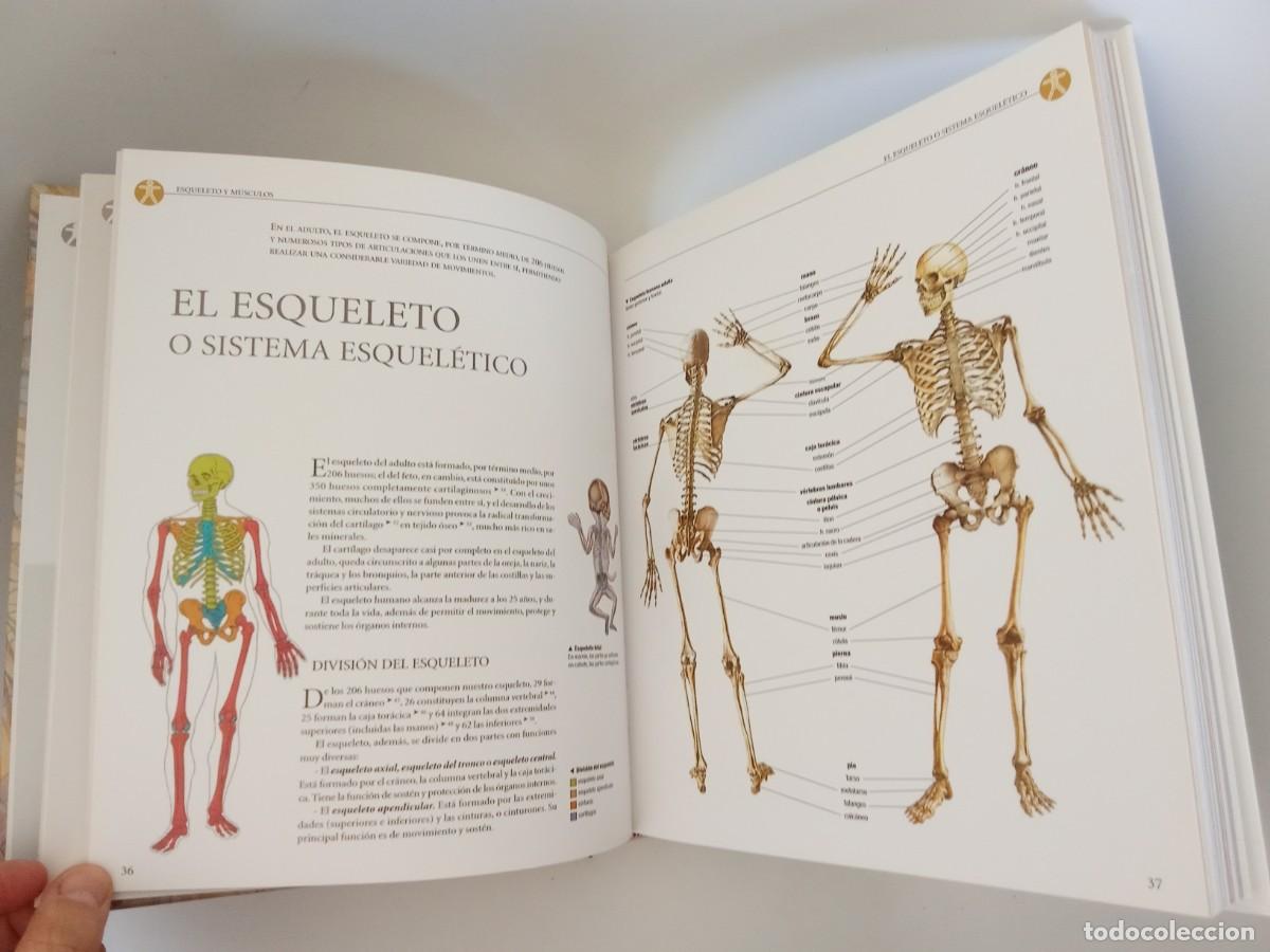 Libros de segunda mano: Atlas ilustrado de Anatom&iacute;a - Foto 4