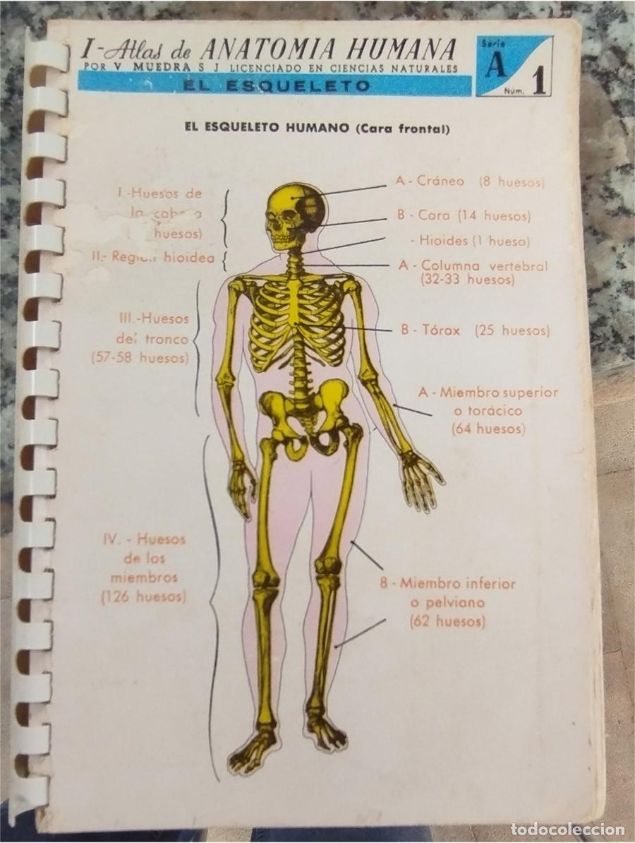 Libros de segunda mano: ATLAS DE ANATOM&Iacute;A HUMANA ED. JOVER V. RUEDA LIBRO BLOC