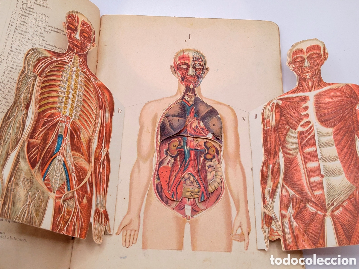 Second hand books: Estudio elemental del cuerpo humano en piezas anat&oacute;micas. Ed. Hernando. A&ntilde;os 20.