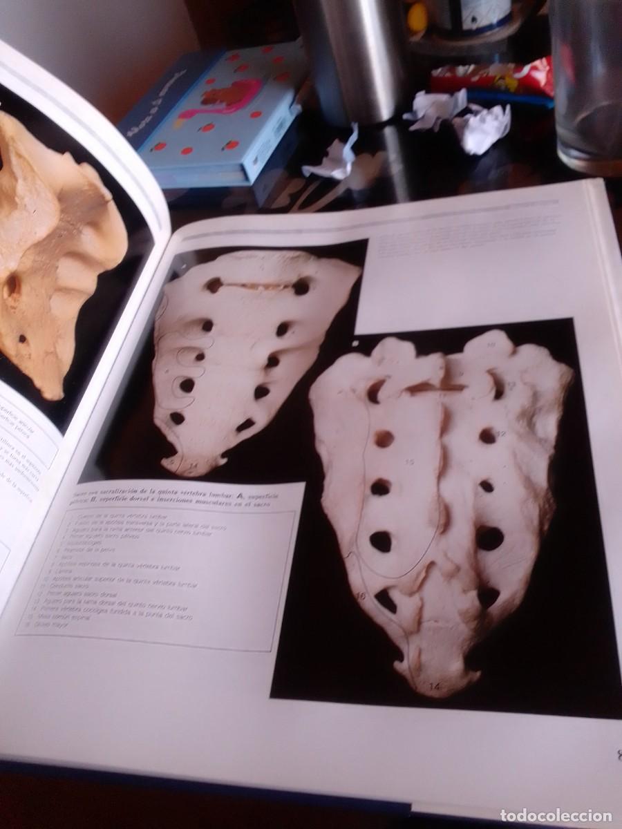 Libros de segunda mano: Atlas de anatom&iacute;a, 2 tomos