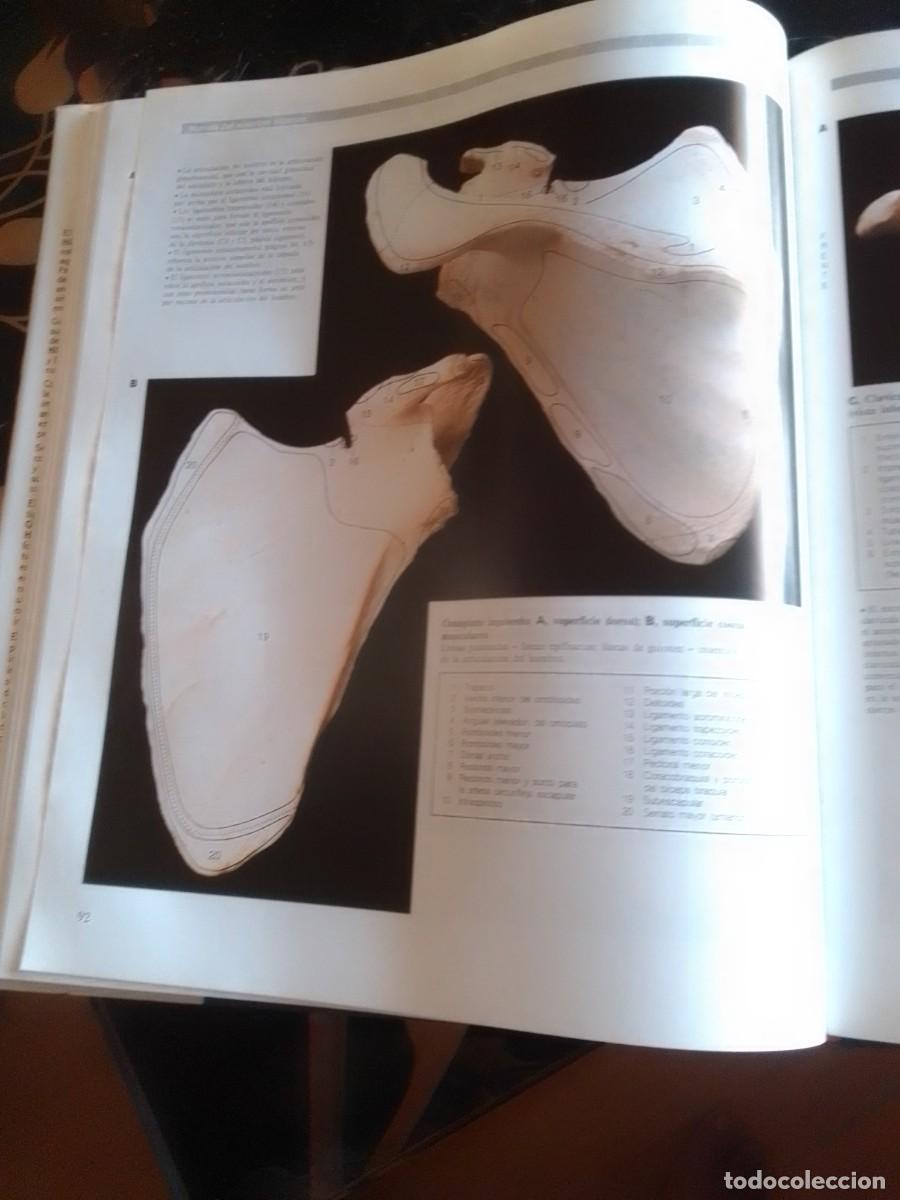 Libros de segunda mano: Atlas de anatom&iacute;a, 2 tomos - Foto 4