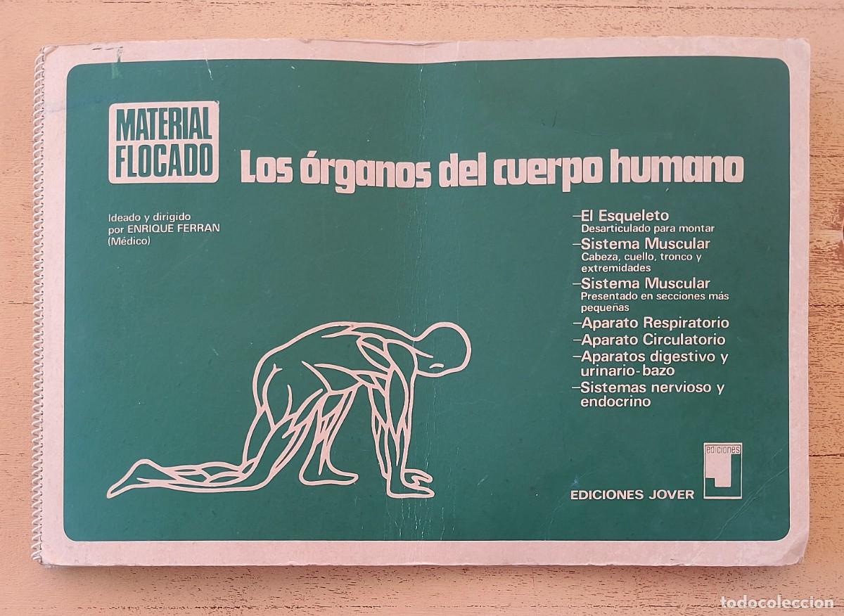 Libros de segunda mano: Los &Oacute;rganos del Cuerpo Humano Material Flocado Ediciones Jover 1985 Enrique Ferr&aacute;n