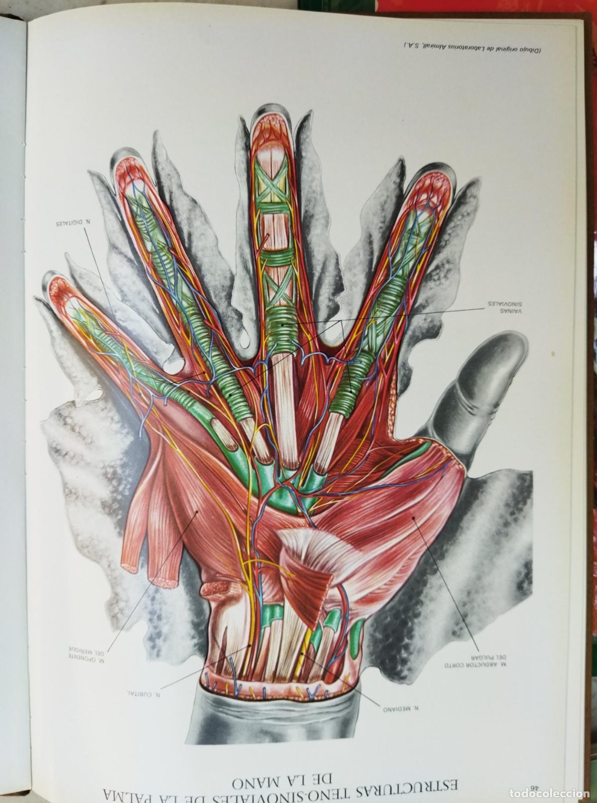 Libros de segunda mano: L&aacute;minas de Anatom&iacute;a de laboratorios Almirall - Foto 2