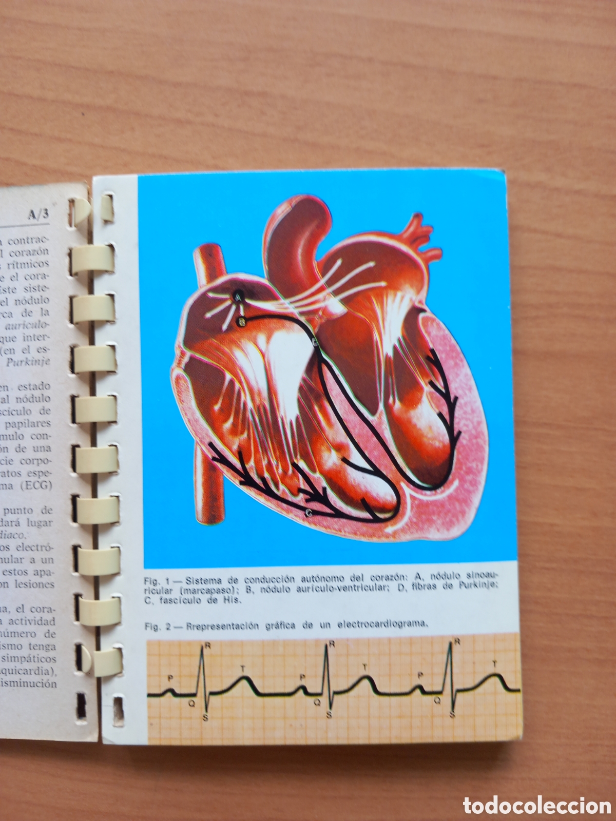 Libros de segunda mano: Aparato circulatorio - Foto 2