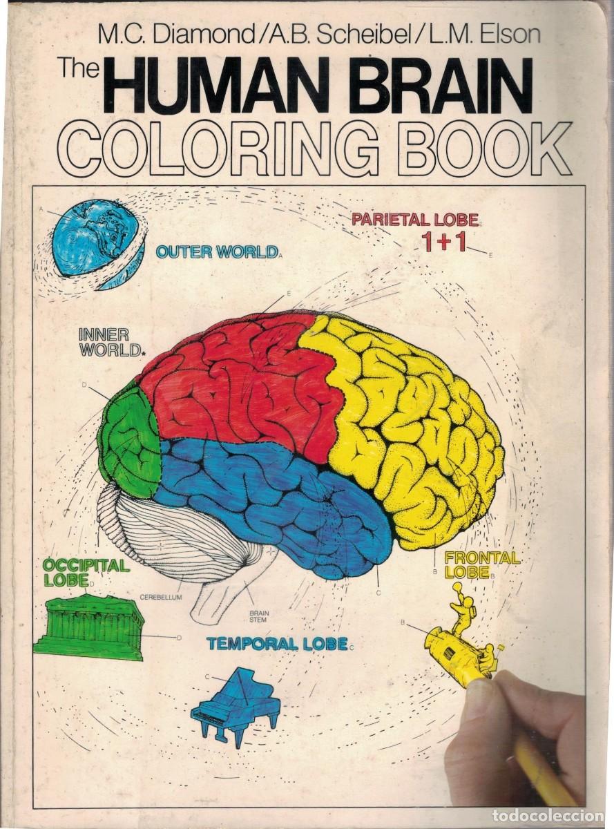 Libros de segunda mano: THE HUMAN BRAIN COLORING BOOK. VV.AA. A-MEDI-1504