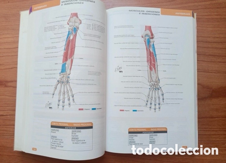Libros de segunda mano: Atlas Pr&aacute;ctico de Anatom&iacute;a Ortop&eacute;dica. Netter. - Foto 4