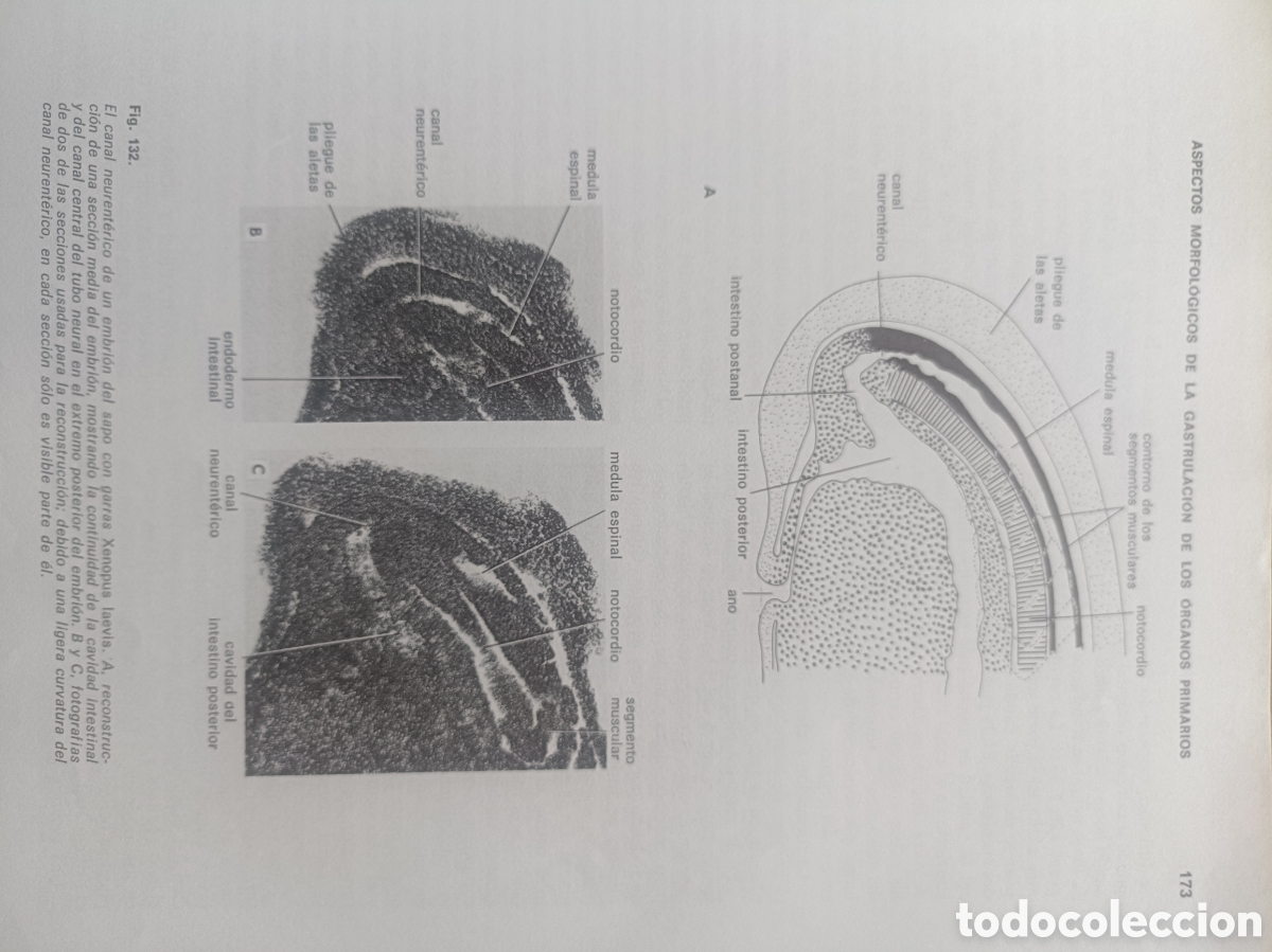 Libros de segunda mano: Introducci&oacute;n a la embriolog&iacute;a - Foto 10