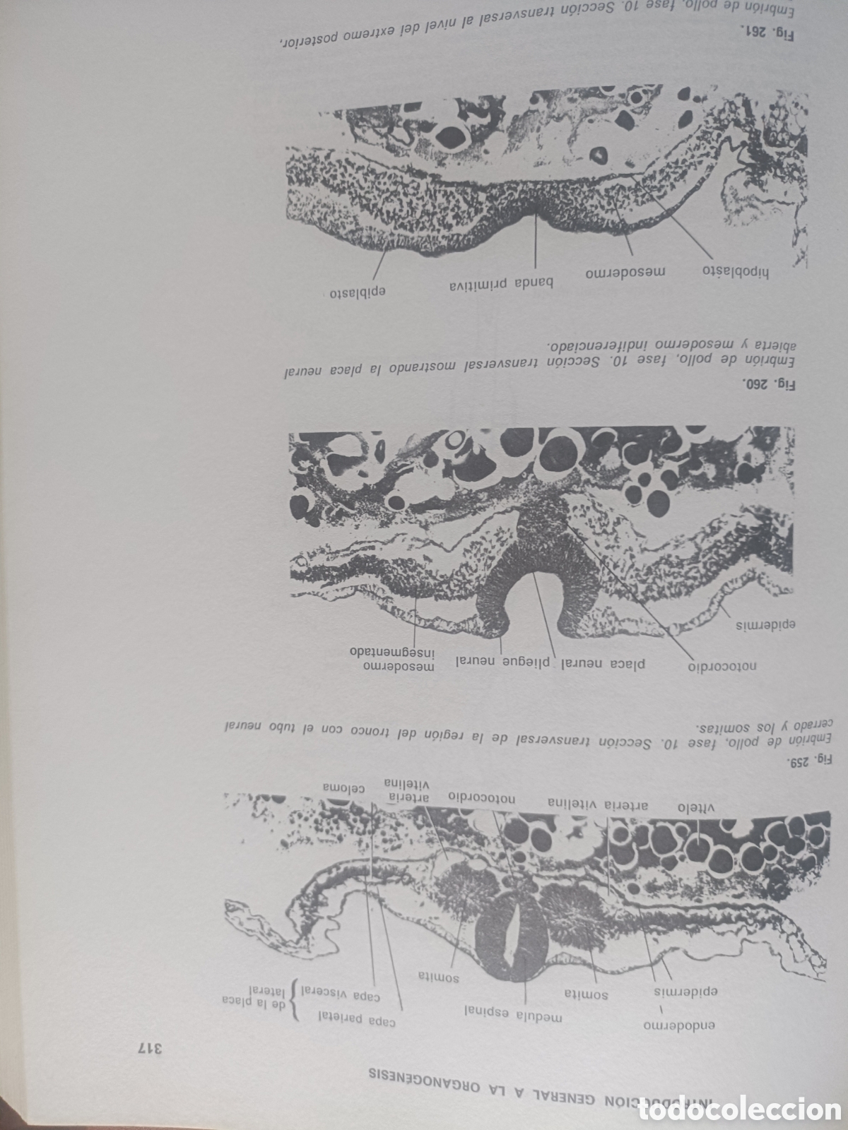 Libros de segunda mano: Introducci&oacute;n a la embriolog&iacute;a - Foto 11