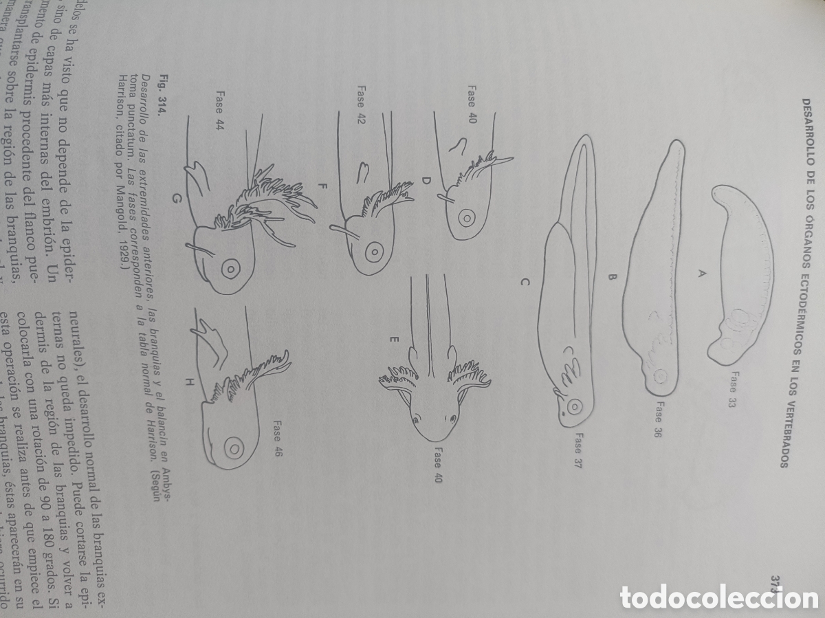 Libros de segunda mano: Introducci&oacute;n a la embriolog&iacute;a - Foto 12
