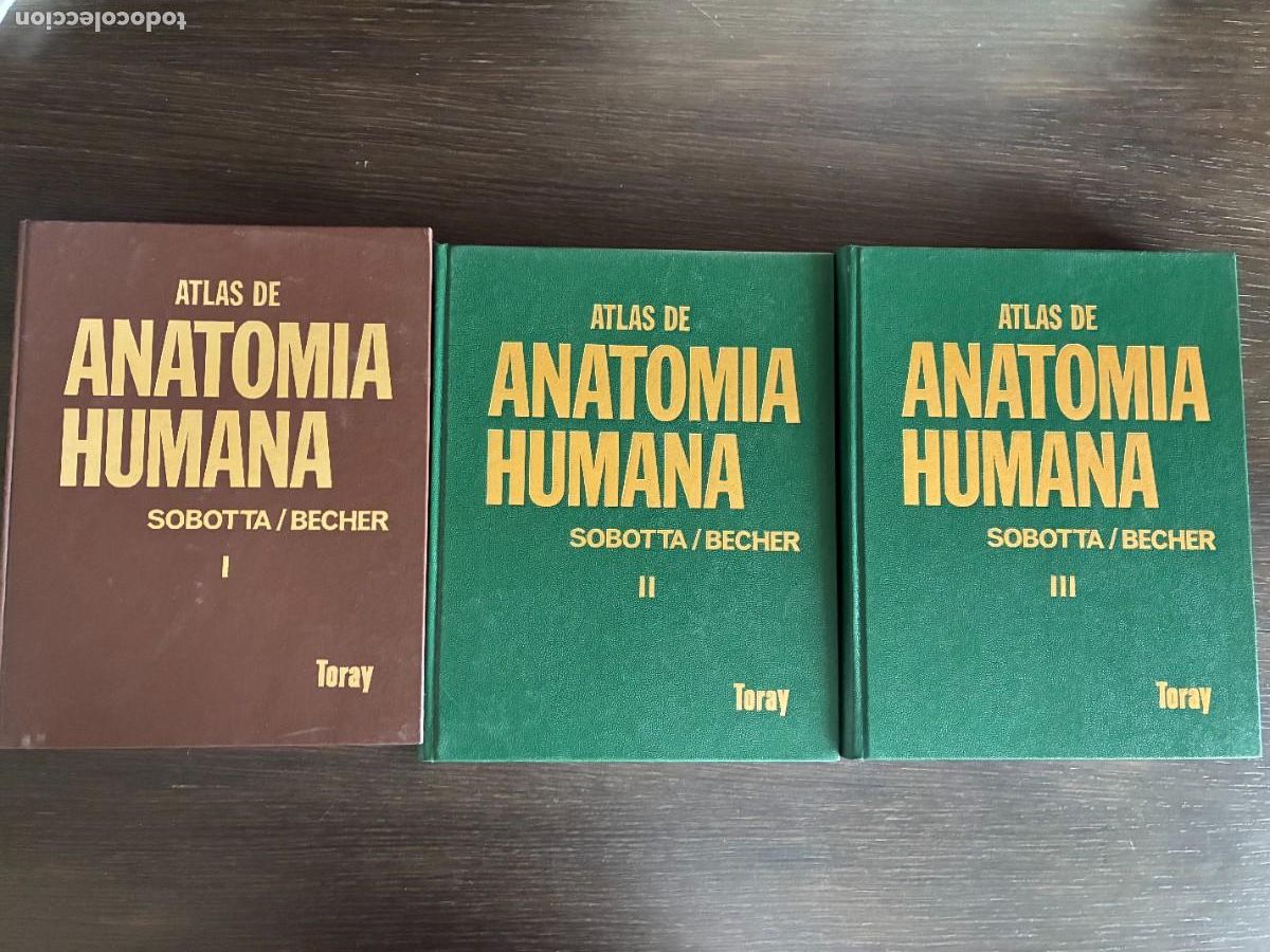 Libros de segunda mano: Atlas de anatom&iacute;a Sobotta Becher. Editorial Toray. 1974