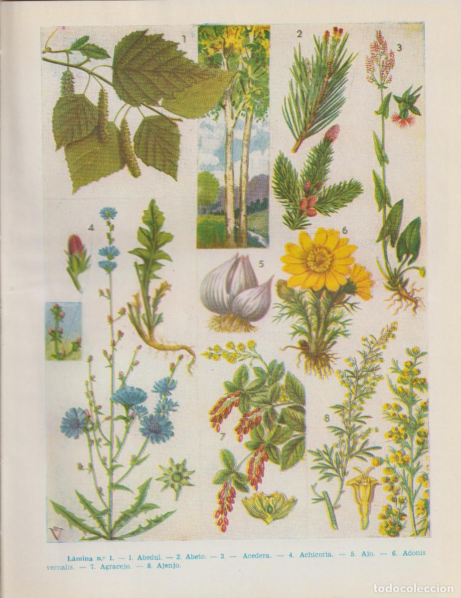 Libros de segunda mano: Plantas medicinales, Dr. A. Vander - Foto 12