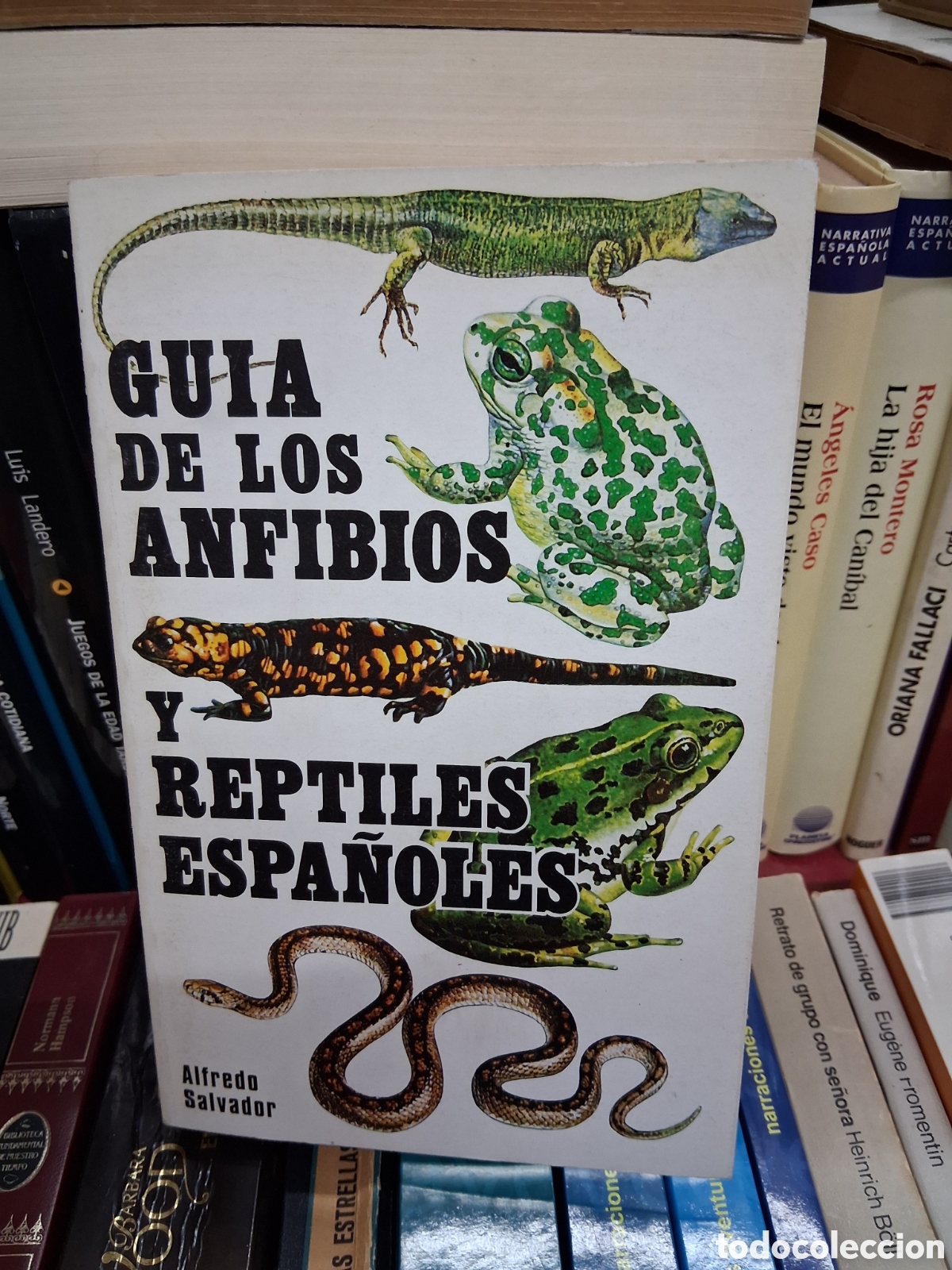 Libros de segunda mano: Guia de los anfibios y reptiles espa&ntilde;oles - Alfredo Salvador