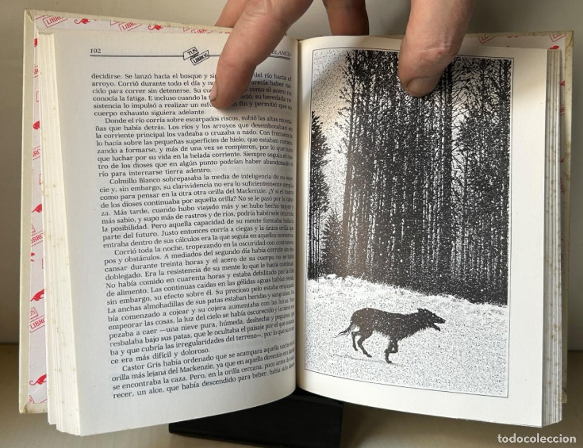 Libros de segunda mano: COLMILLO BLANCO. Jack London - Foto 6