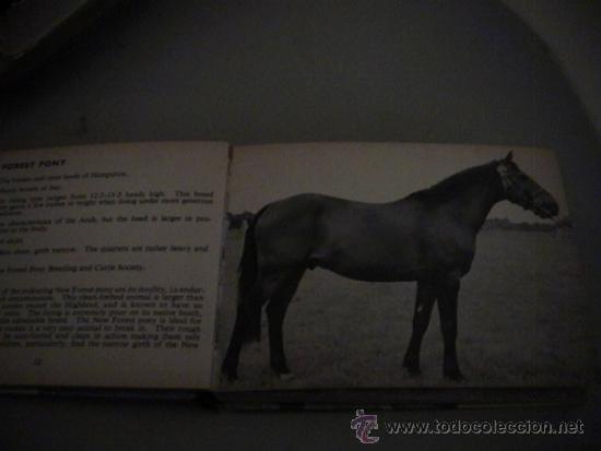 Libros de segunda mano: horses - Foto 3