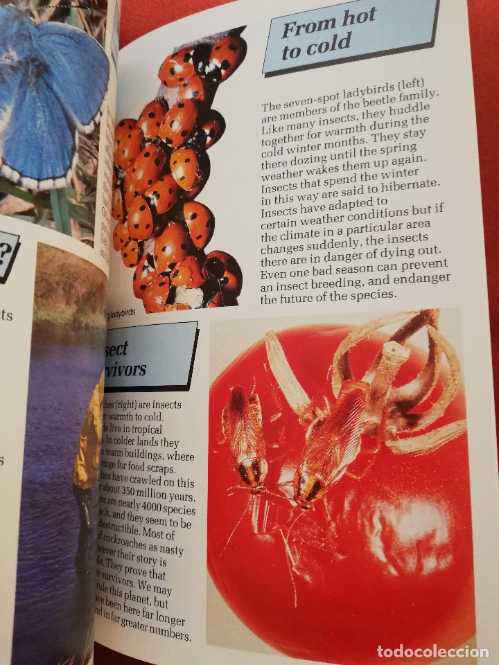 Libros de segunda mano: INSECTS (PHILIP STEELE) MACMILLAN - Foto 3