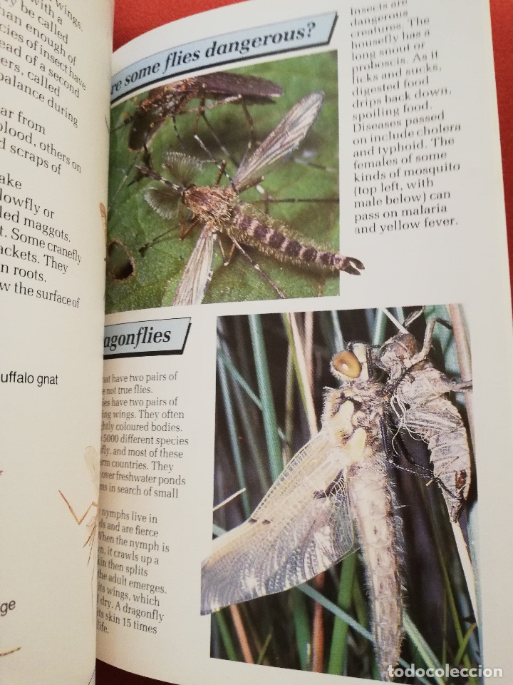 Libros de segunda mano: INSECTS (PHILIP STEELE) MACMILLAN - Foto 4