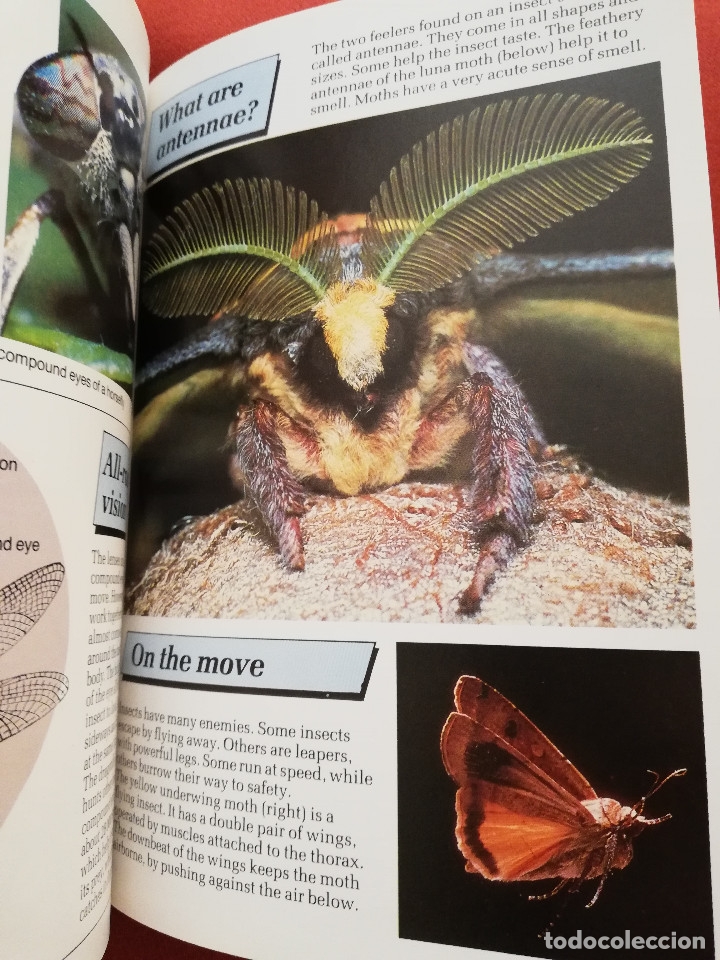 Libros de segunda mano: INSECTS (PHILIP STEELE) MACMILLAN - Foto 5