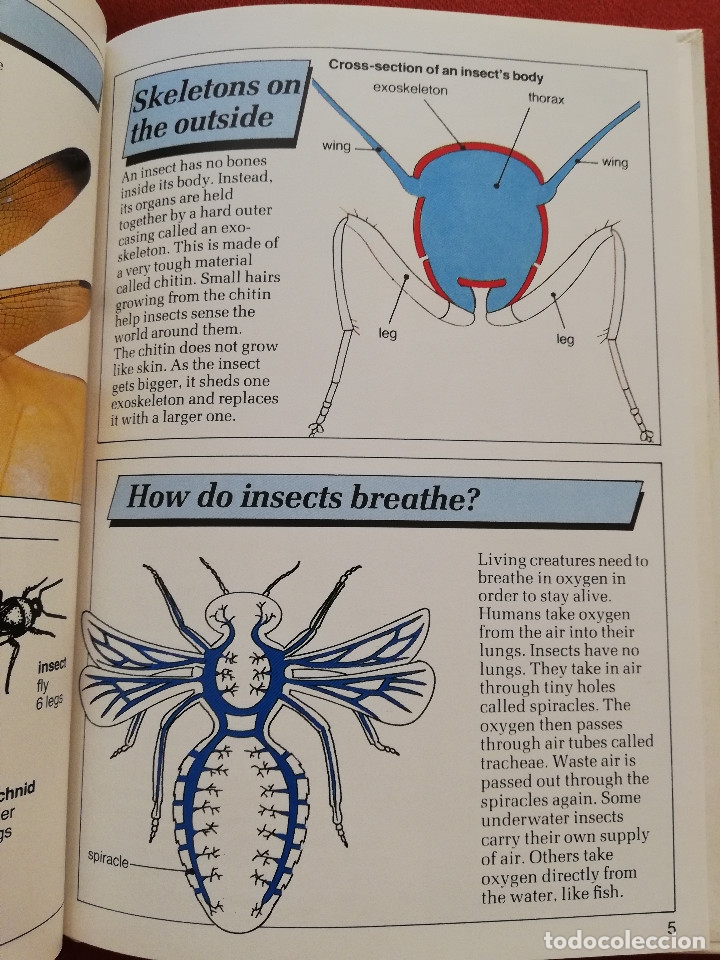 Libros de segunda mano: INSECTS (PHILIP STEELE) MACMILLAN - Foto 6