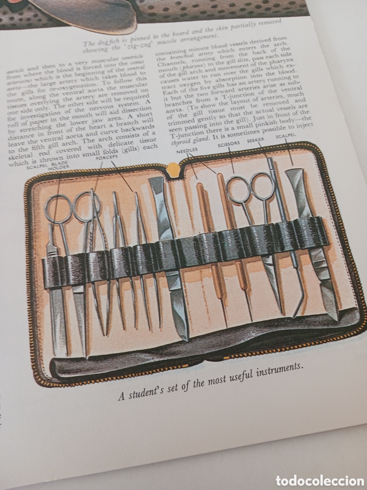 Libros de segunda mano: Understanding science, n&uacute;mero 25 ingl&eacute;s 1962 - Foto 3