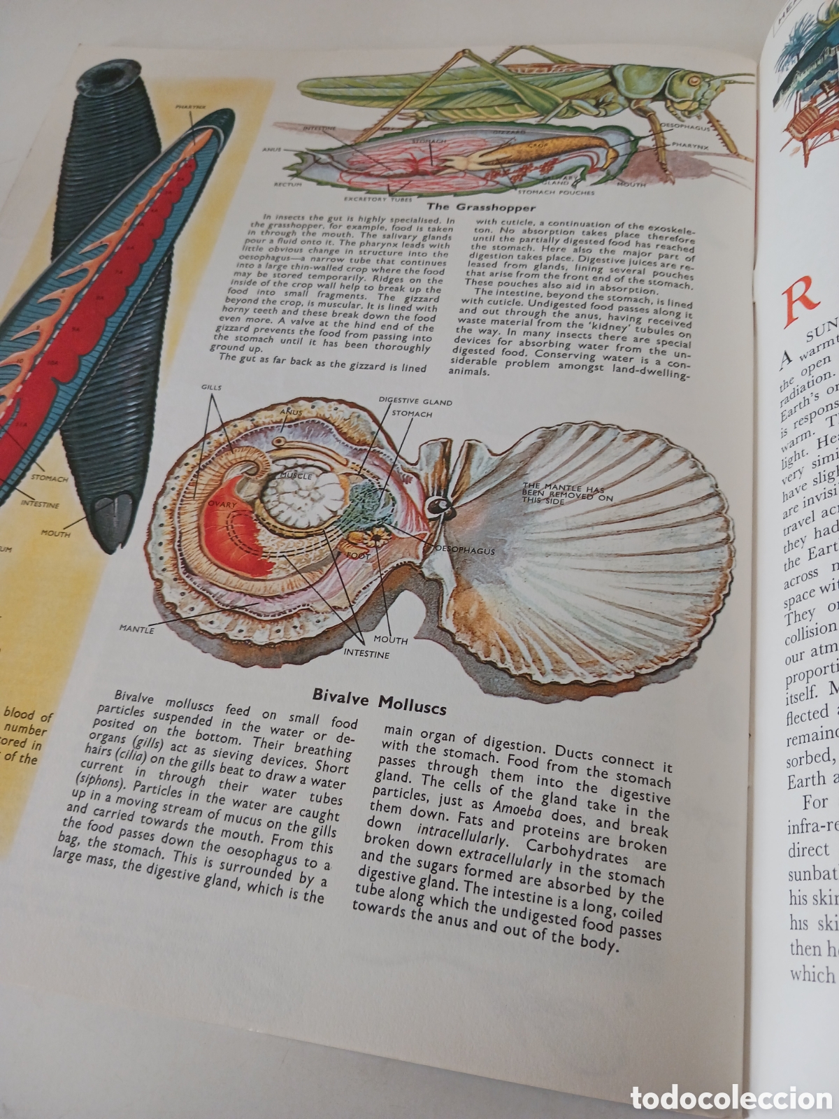 Libros de segunda mano: Understanding science, n&uacute;mero 25 ingl&eacute;s 1962 - Foto 5