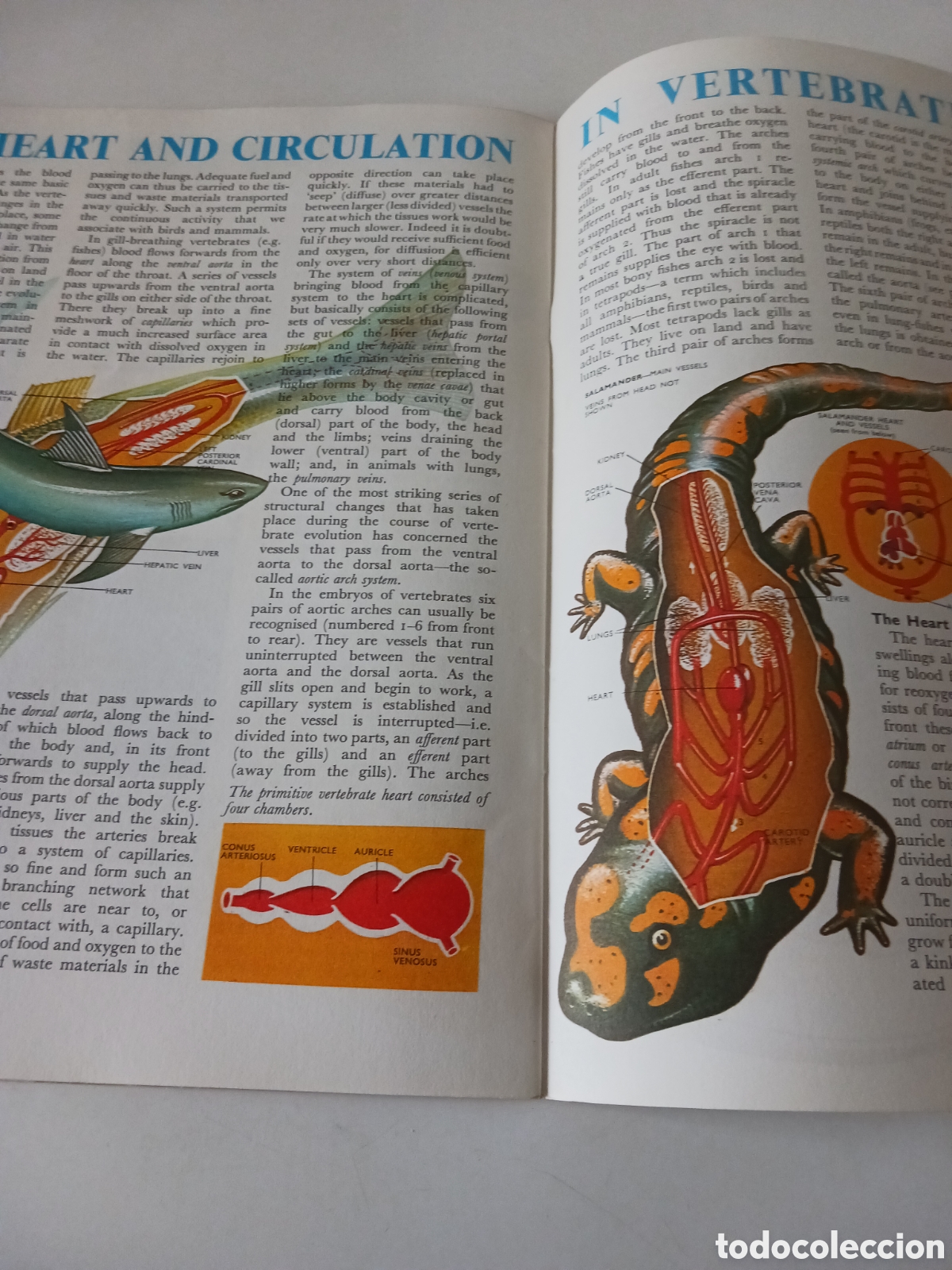 Libros de segunda mano: Understanding science, n&uacute;mero 32 ingl&eacute;s 1962 - Foto 4