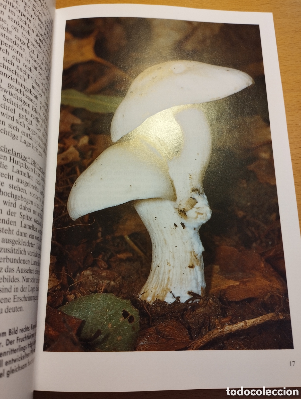 Libros de segunda mano: PILZE (EDMUND GARNWEIDNER) - Foto 18