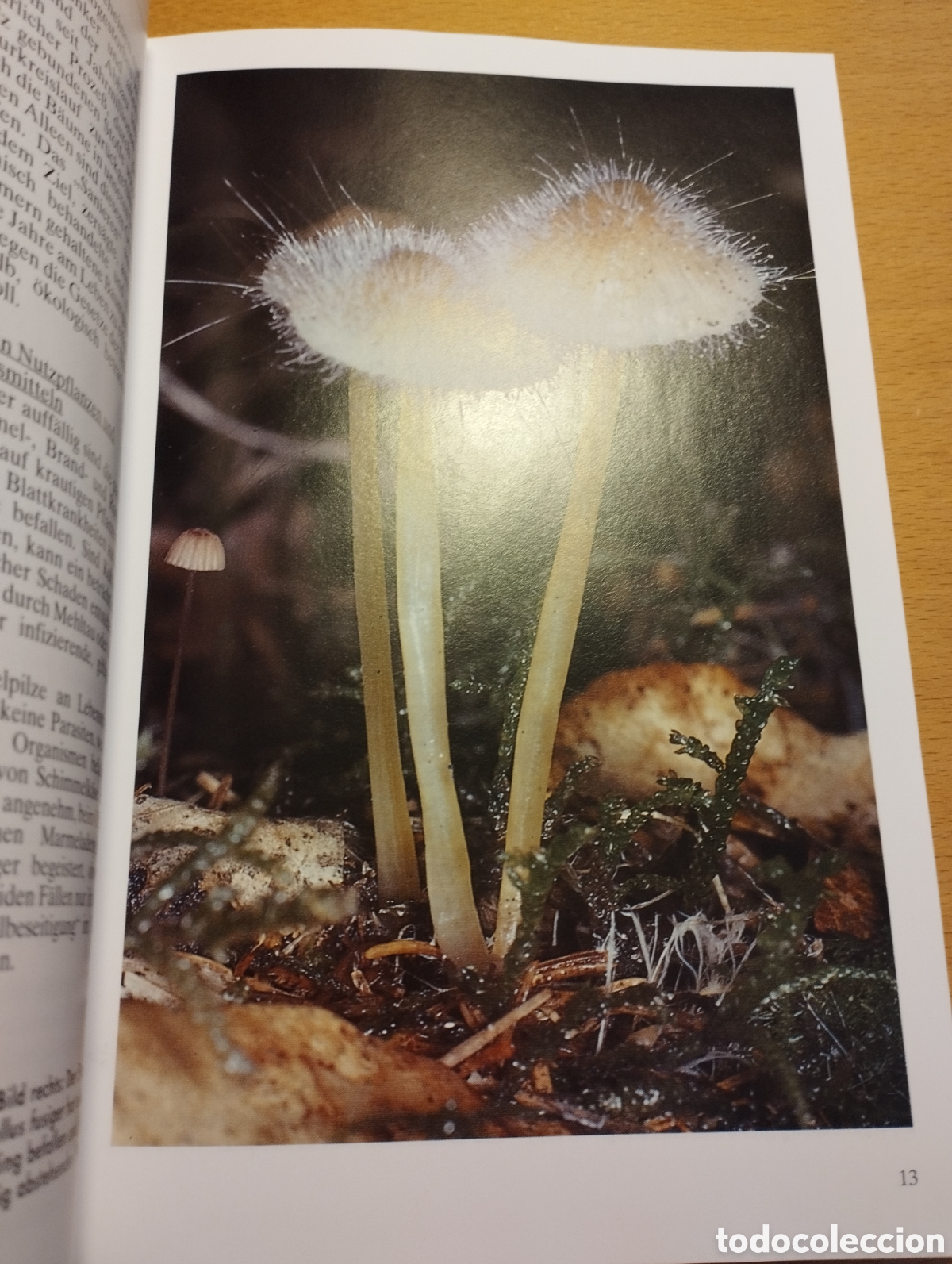 Libros de segunda mano: PILZE (EDMUND GARNWEIDNER) - Foto 19
