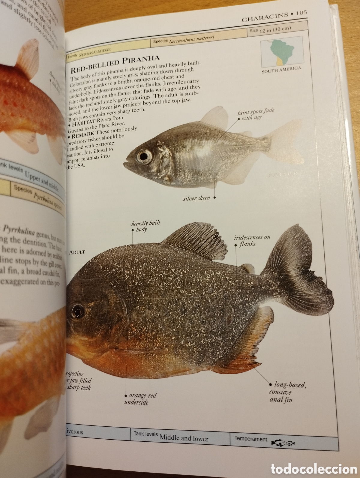 Libros de segunda mano: AQUARIUM FISH (DICK MILLS) - Foto 11