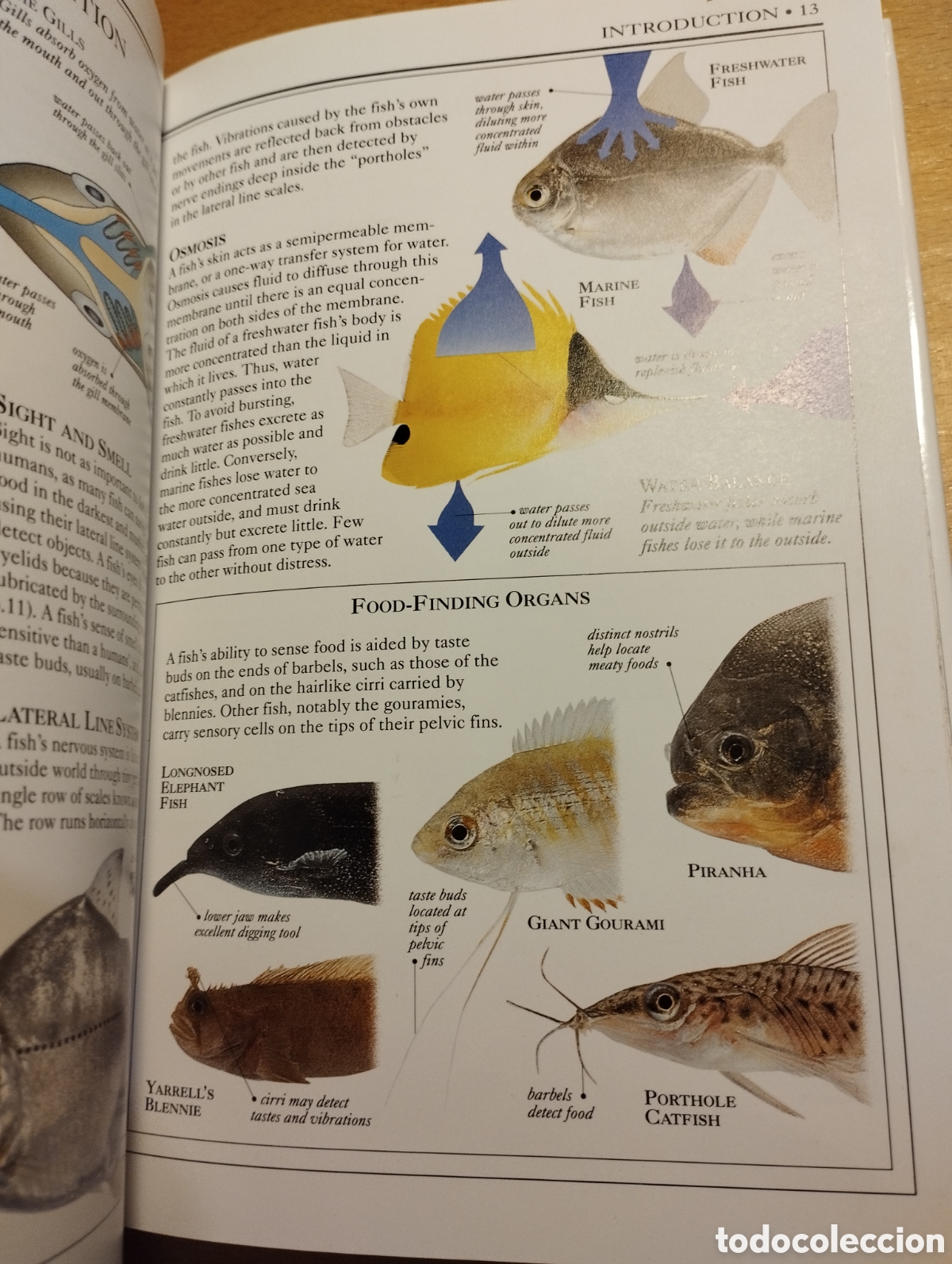Libros de segunda mano: AQUARIUM FISH (DICK MILLS) - Foto 17