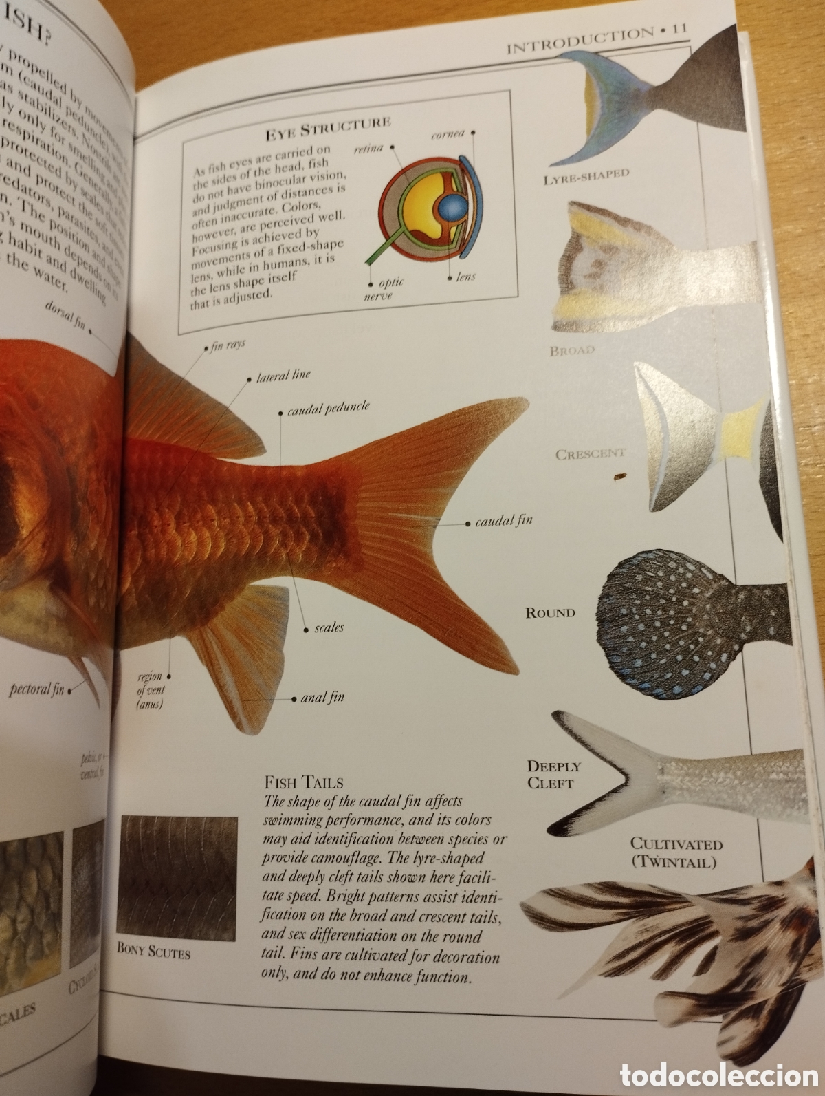 Libros de segunda mano: AQUARIUM FISH (DICK MILLS) - Foto 18