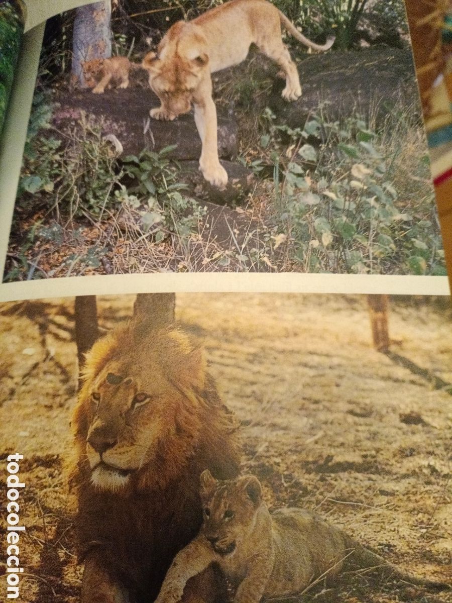 Libros de segunda mano: Joy et nos lions/ libro ilustrado - Foto 5
