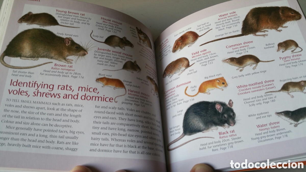 Libros de segunda mano: Animals, Readers Digest. Wild Britain - Foto 8