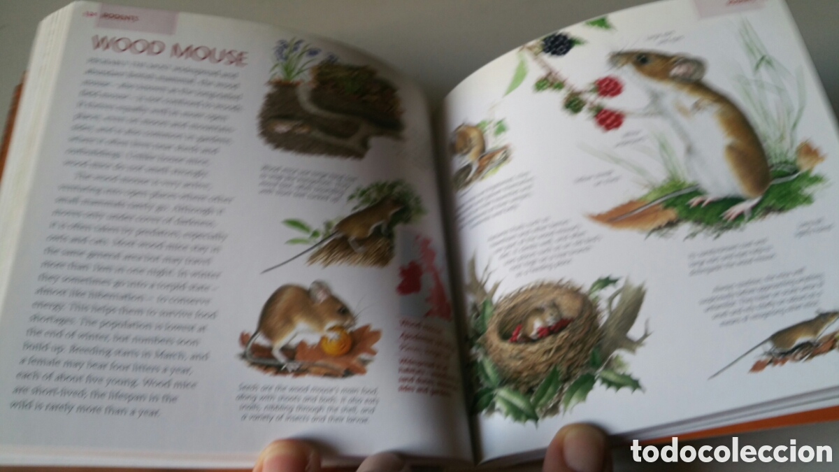 Libros de segunda mano: Animals, Readers Digest. Wild Britain - Foto 10