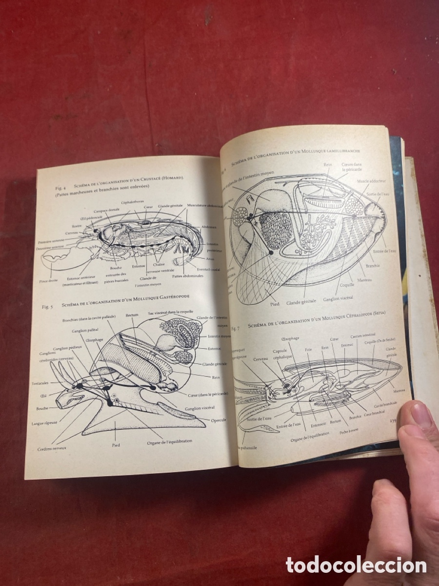 Libros de segunda mano: LE MONDE SOUS MARIN - Foto 6