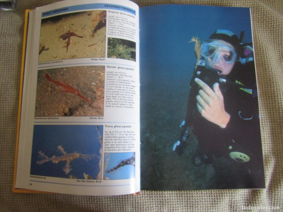 Libros de segunda mano: Red Sea Reef Guide - Helmut Debelius - Foto 6