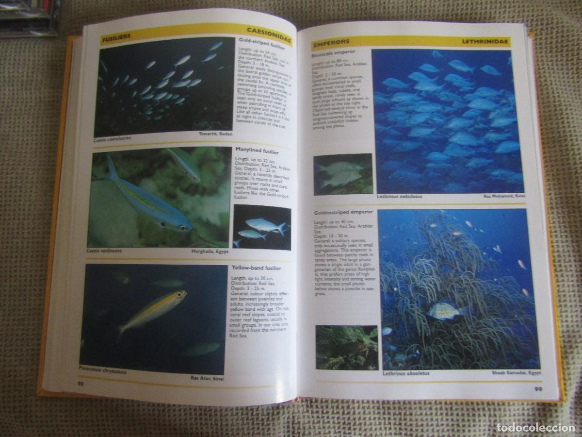 Libros de segunda mano: Red Sea Reef Guide - Helmut Debelius - Foto 8