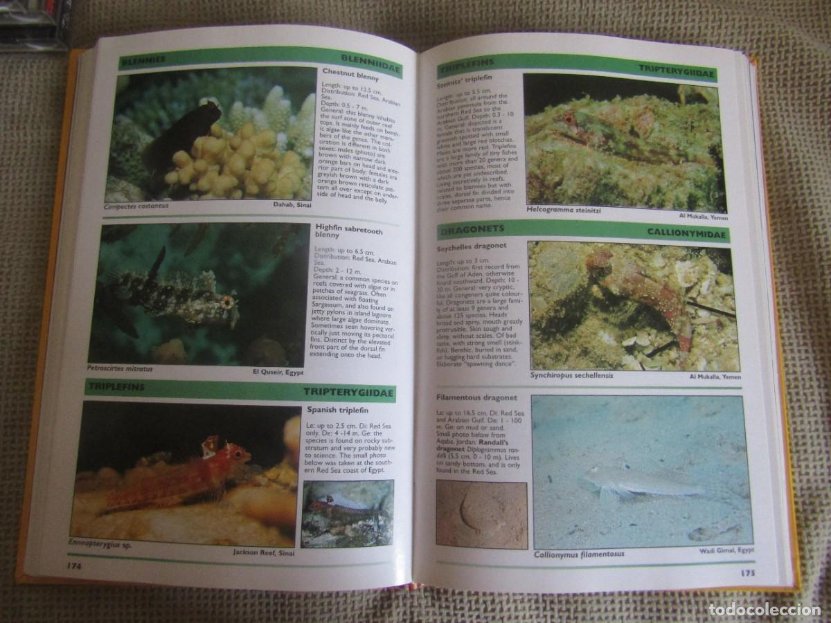 Libros de segunda mano: Red Sea Reef Guide - Helmut Debelius - Foto 9