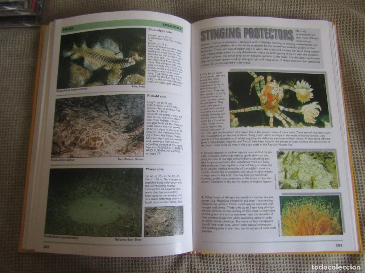 Libros de segunda mano: Red Sea Reef Guide - Helmut Debelius - Foto 10