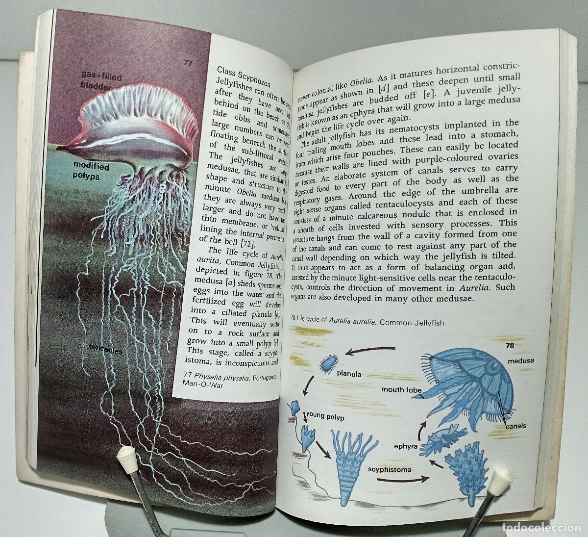 Libros de segunda mano: A guide to The seashore - Ingle, Ray - Foto 4