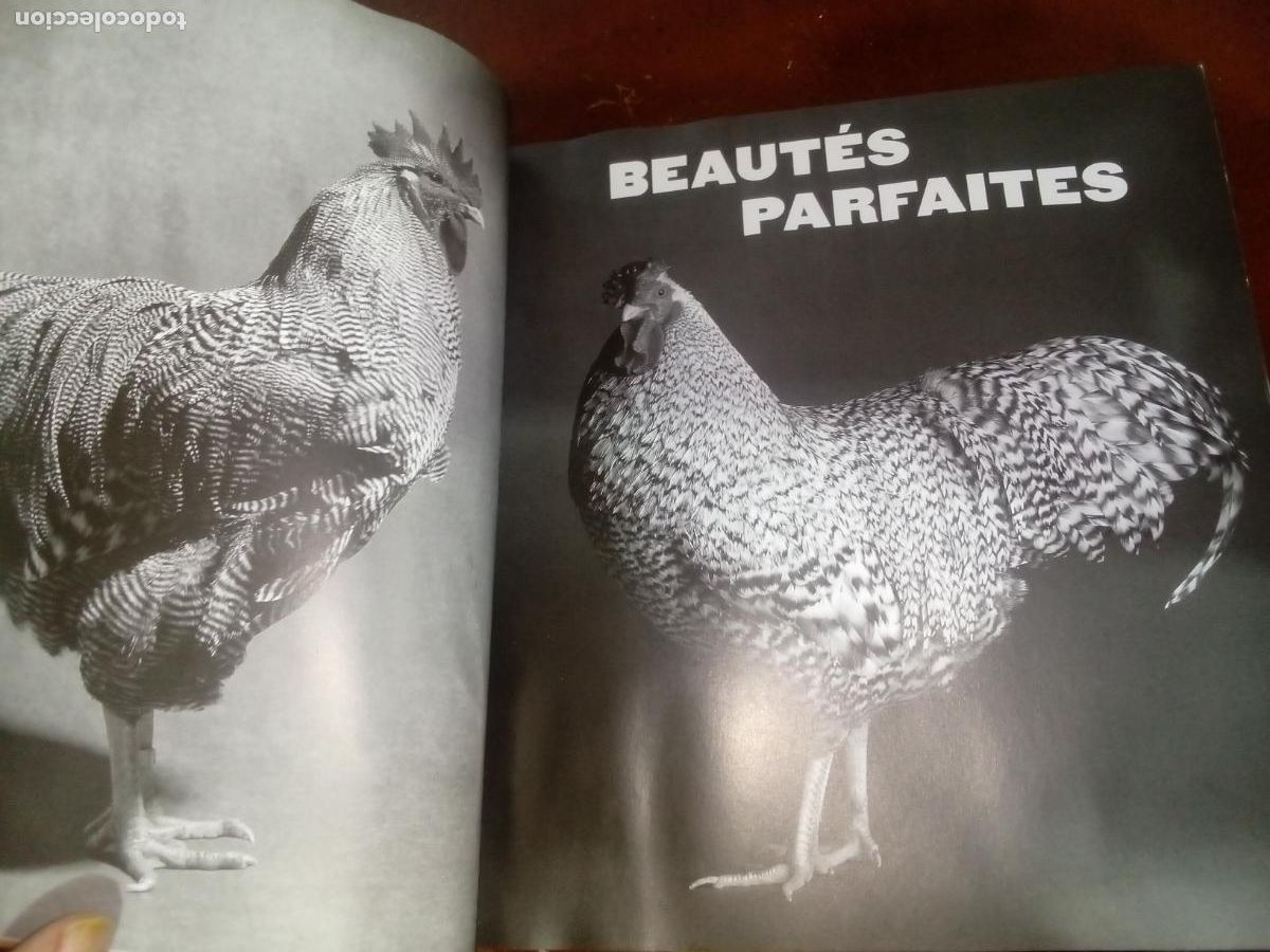 Libros de segunda mano: Poules de Luxe- Artemis editions-2005 - Foto 4
