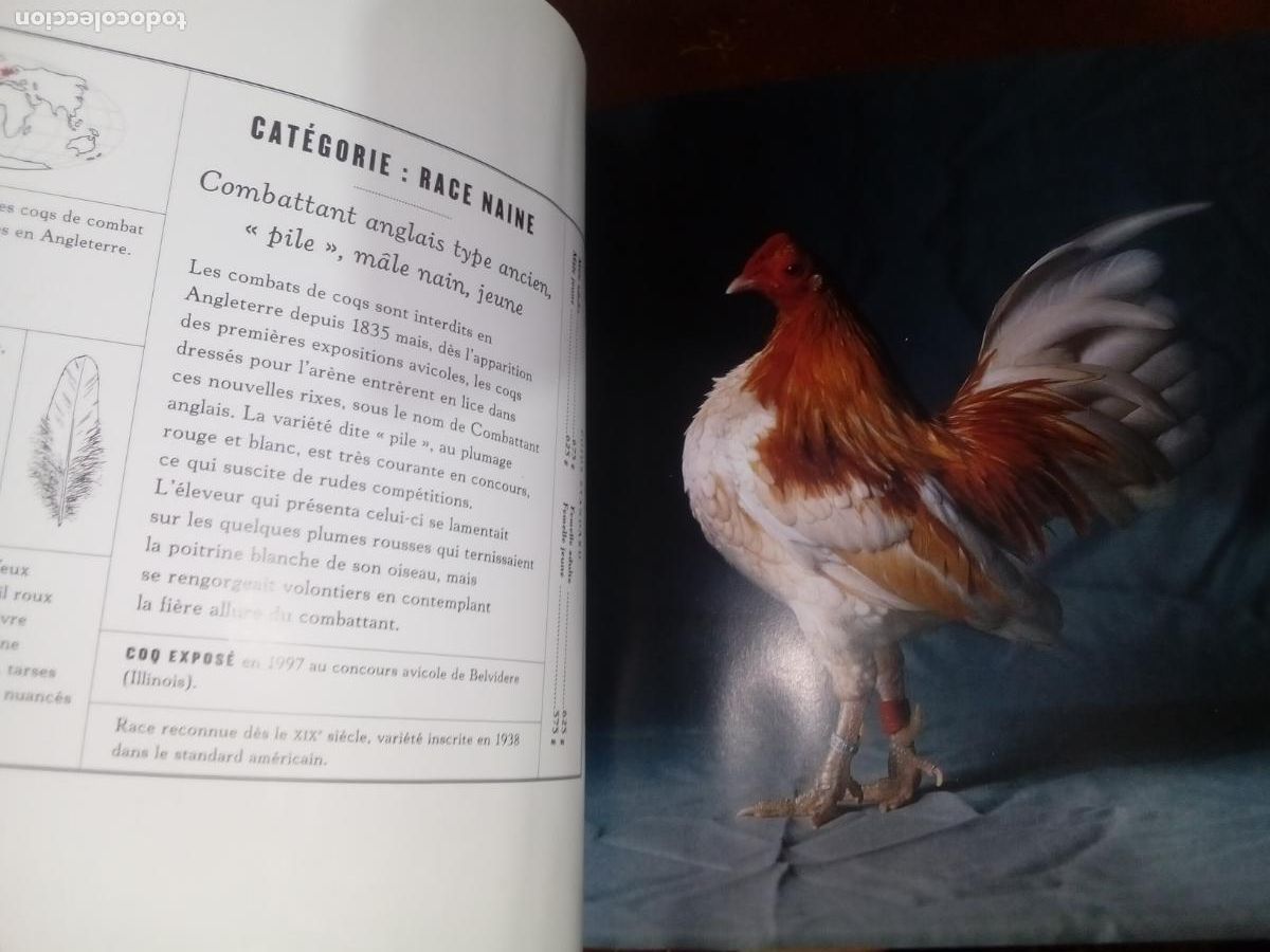 Libros de segunda mano: Poules de Luxe- Artemis editions-2005 - Foto 5