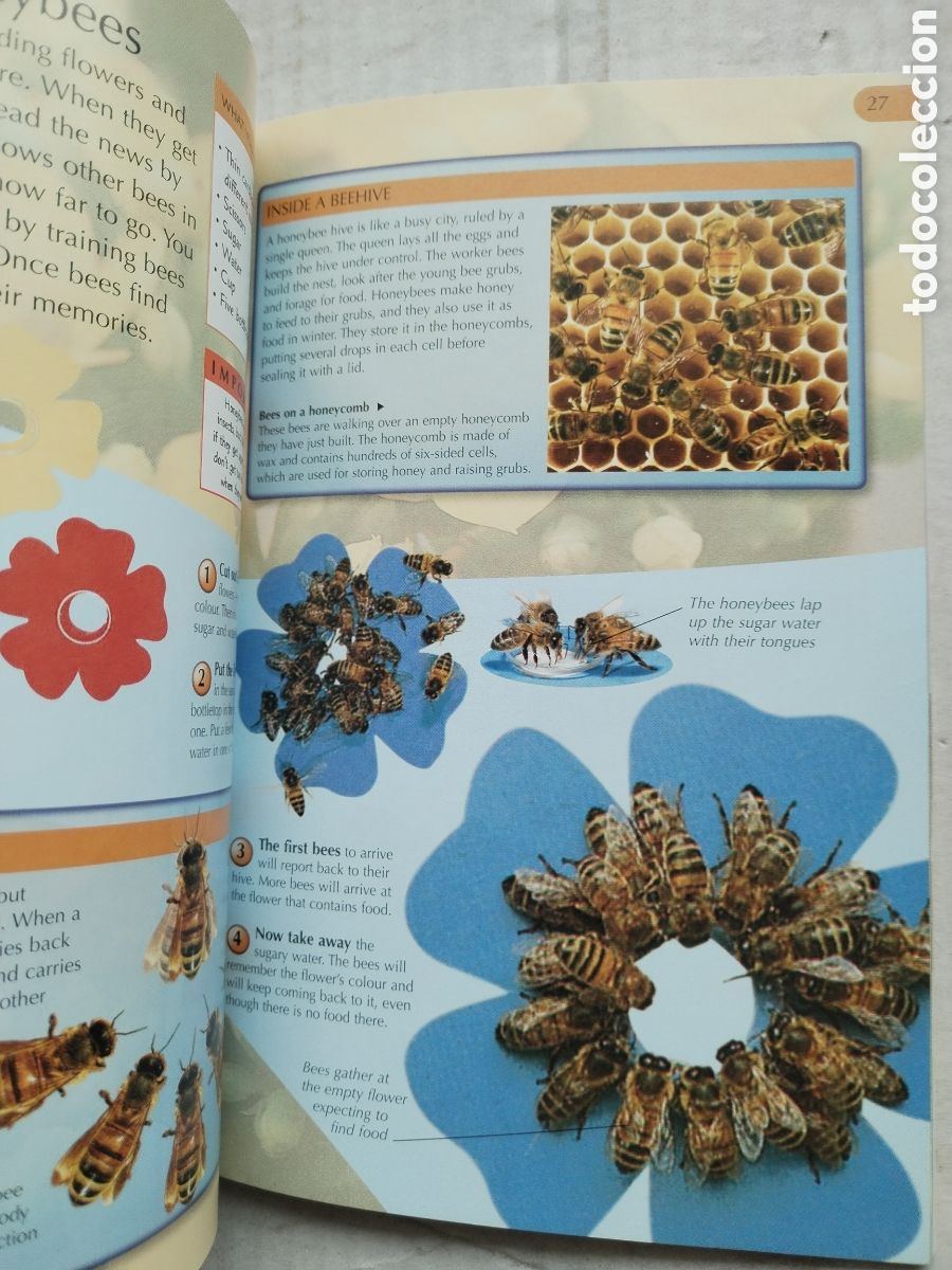 Libros de segunda mano: BUG HUNTER/DAVID BURNIE - Foto 3
